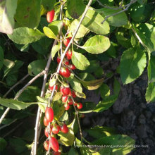 Wholesale Green Goji Berry Seedings And Goji Wolfberry Plants